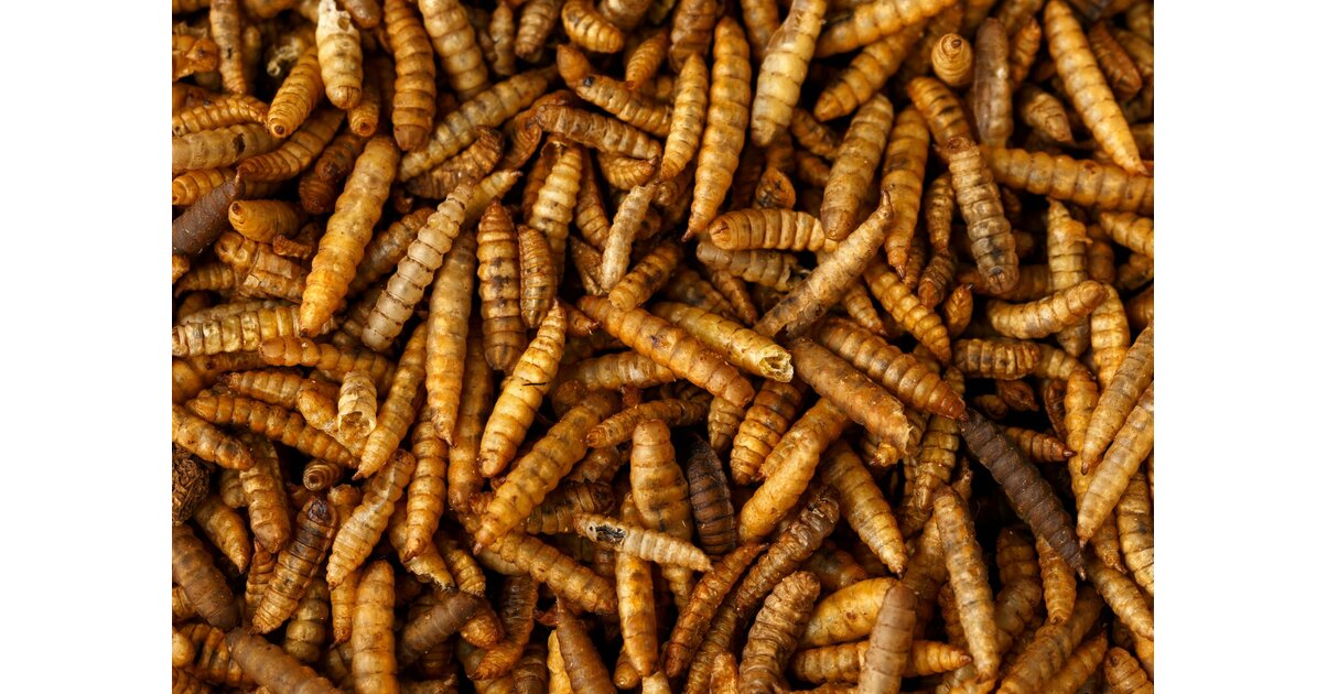JR Farm – Larves D’Hermetia (mouches Soldats) 5 Kg – Complément Protéiné Pour Oiseaux Sauvages
